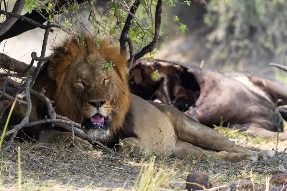 Okavango016.jpg