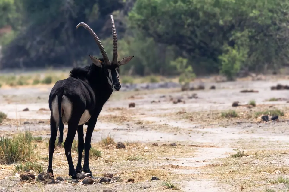 Okavango017.jpg