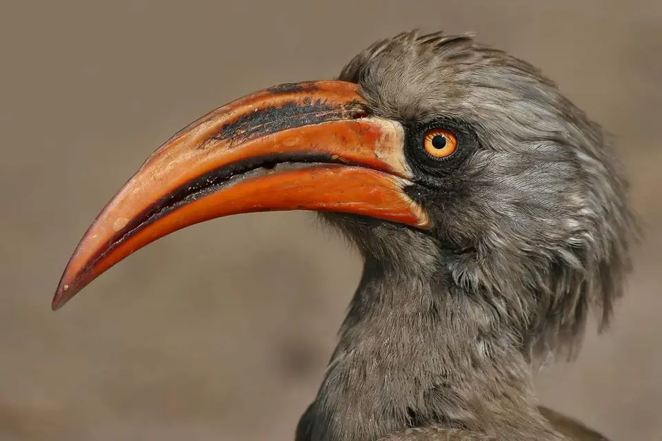 Vogel-020.jpg