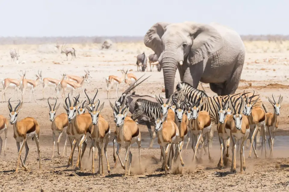 etosha-3-scaled.jpg