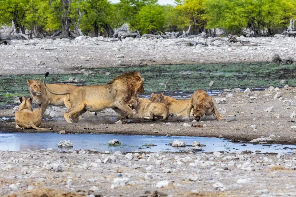 loewen-etosha-5.jpg