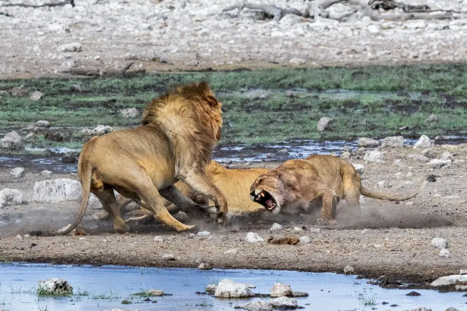loewen-etosha-7.jpg