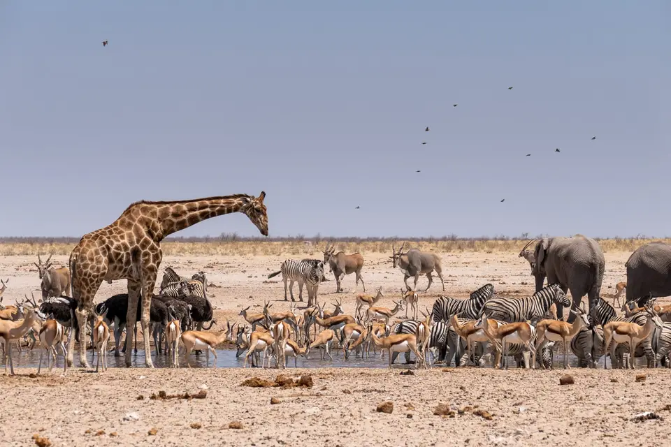 okaukuejo_west_etosha05(2).jpg