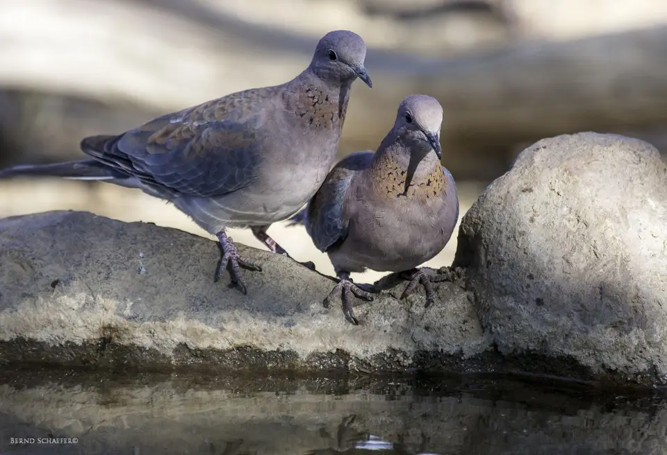 LaughingDove(SenegalTaube).jpg