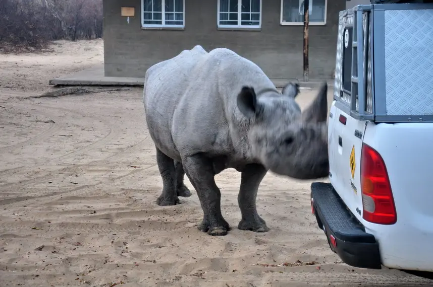Kamma-Rhino-1.JPG