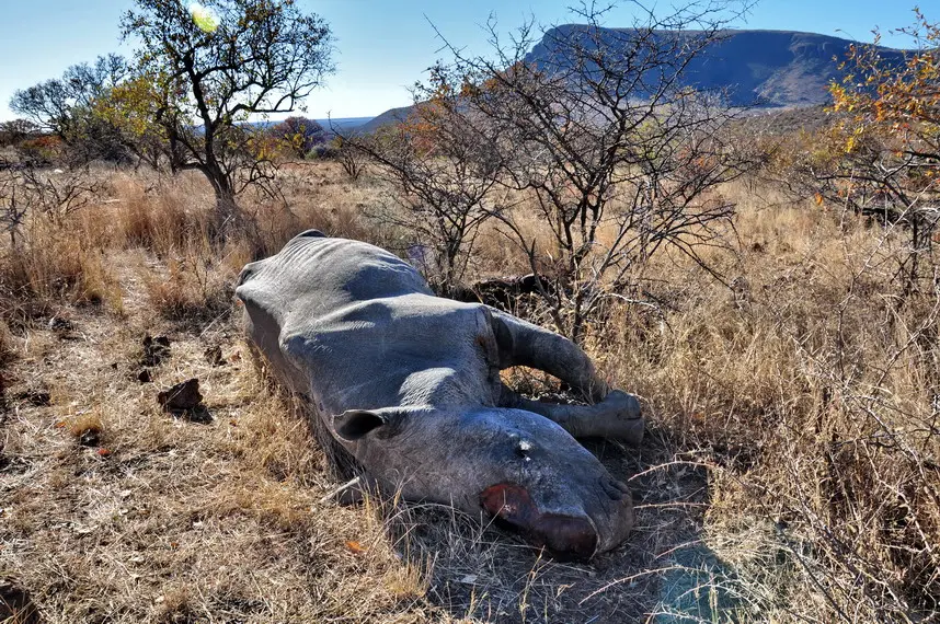 rhino-dead.jpg