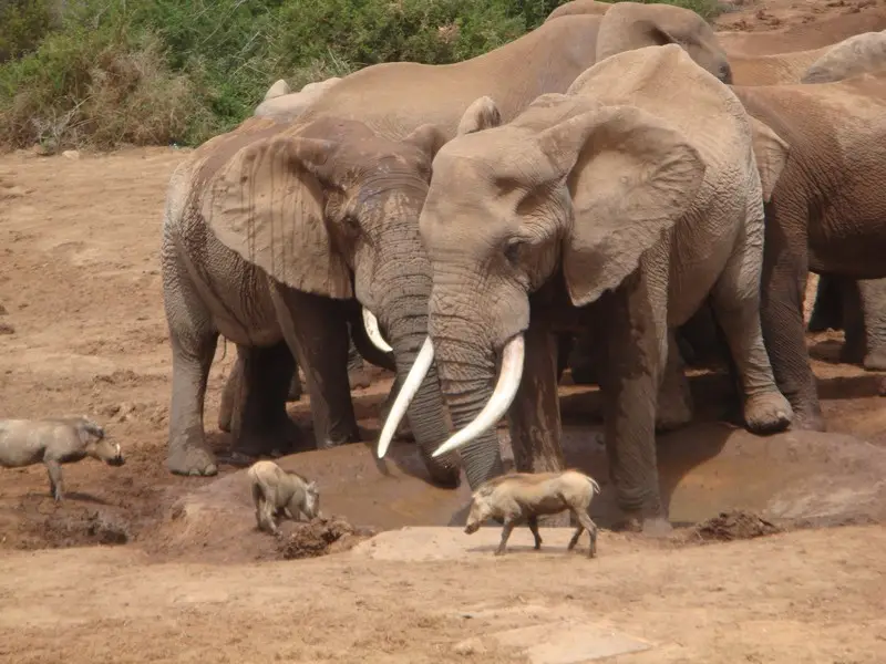 Addo006.jpg