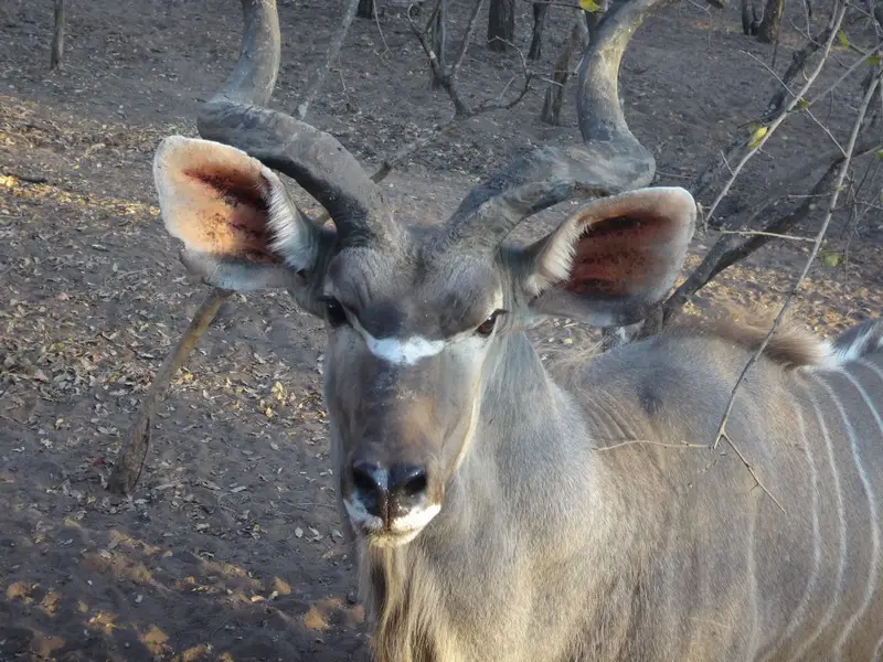 Afriquedusud2016165.JPG