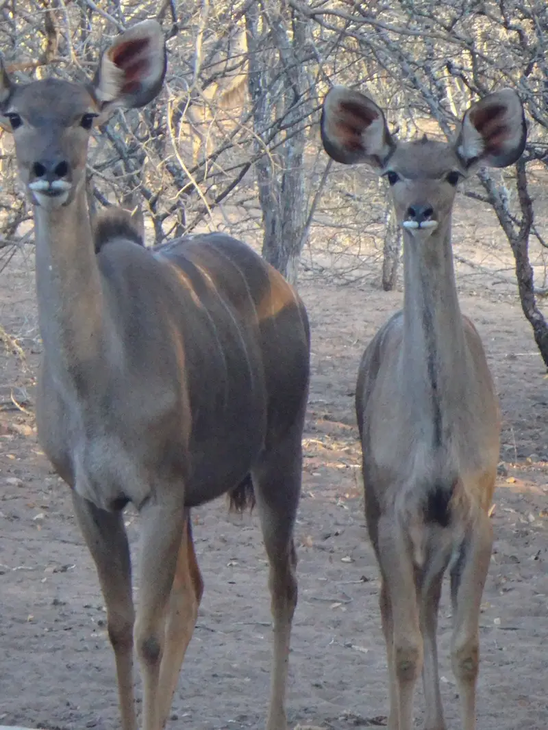 Afriquedusud2016169.JPG