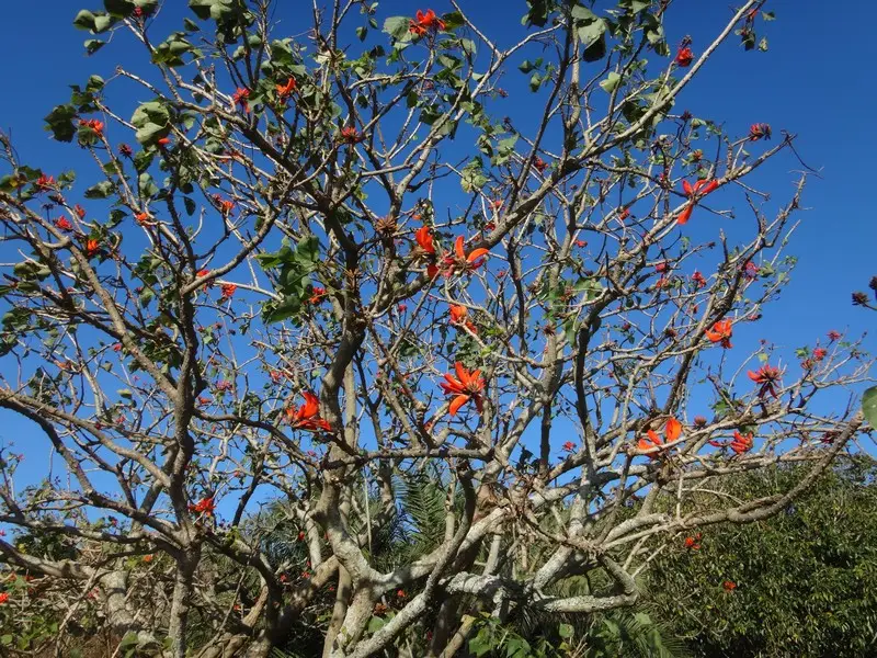 Afriquedusud2016330.JPG