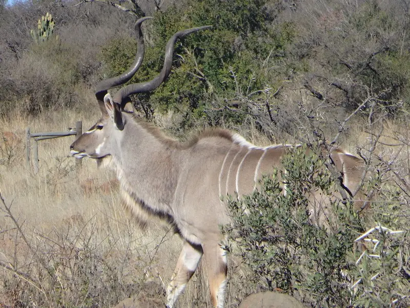 Afriquedusud2016385.JPG