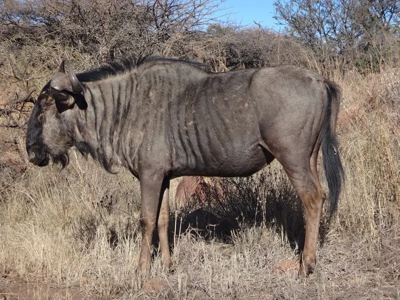 Afriquedusud2016388.JPG