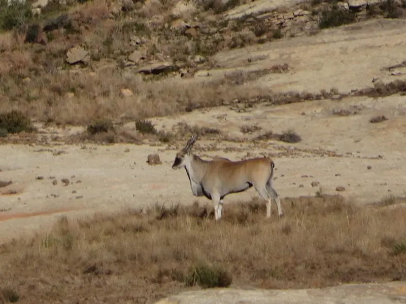 Afriquedusud2016478.JPG