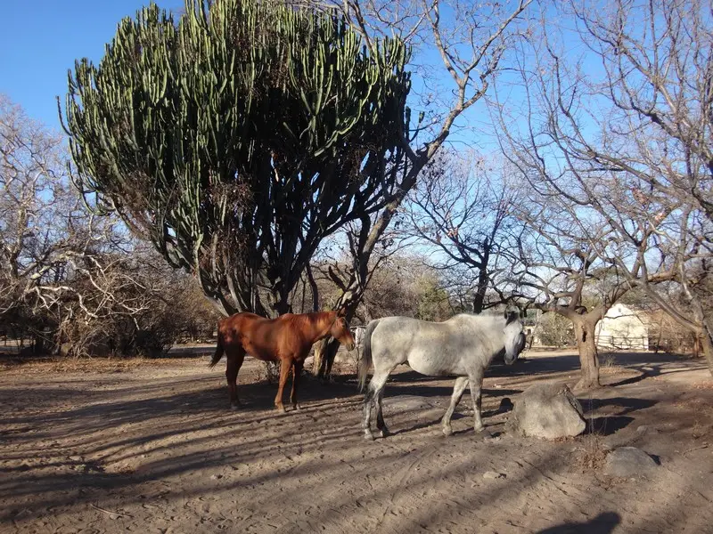 Afriquedusud2016497.JPG