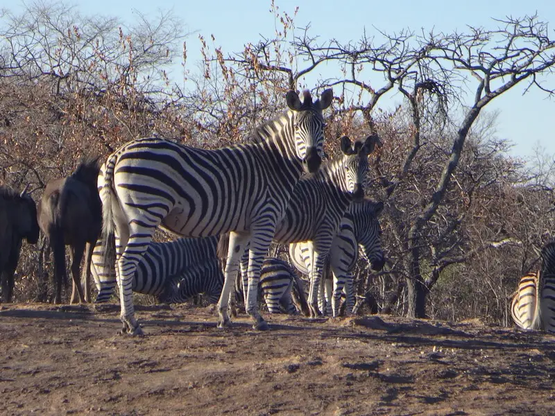 Afriquedusud2016530.JPG