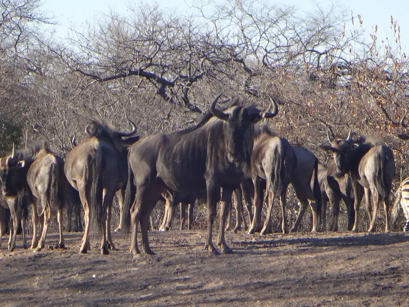 Afriquedusud2016531.JPG