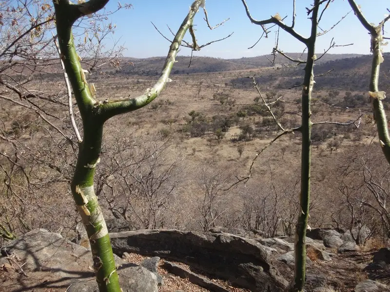 Afriquedusud2016544.JPG