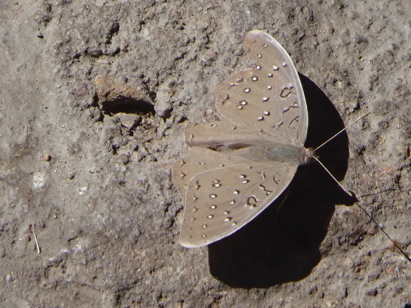 Afriquedusud2016606.JPG