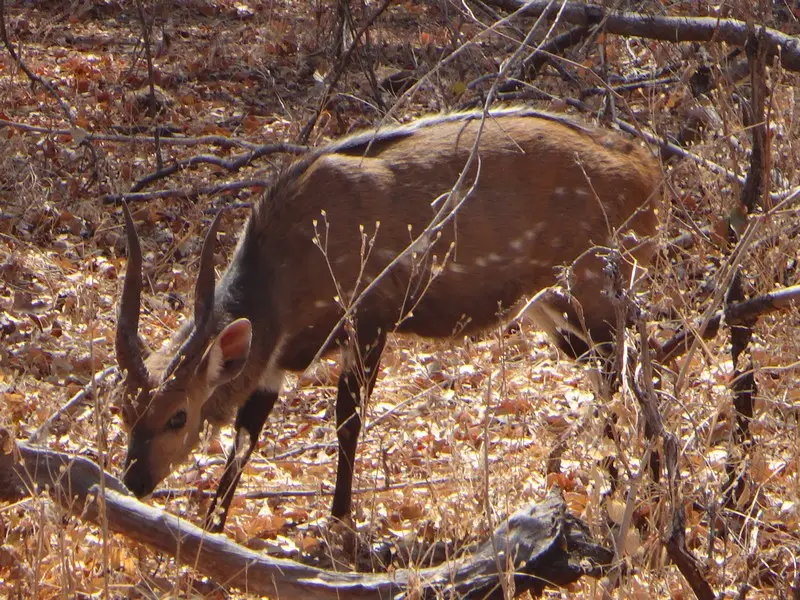 Afriquedusud2016644.JPG