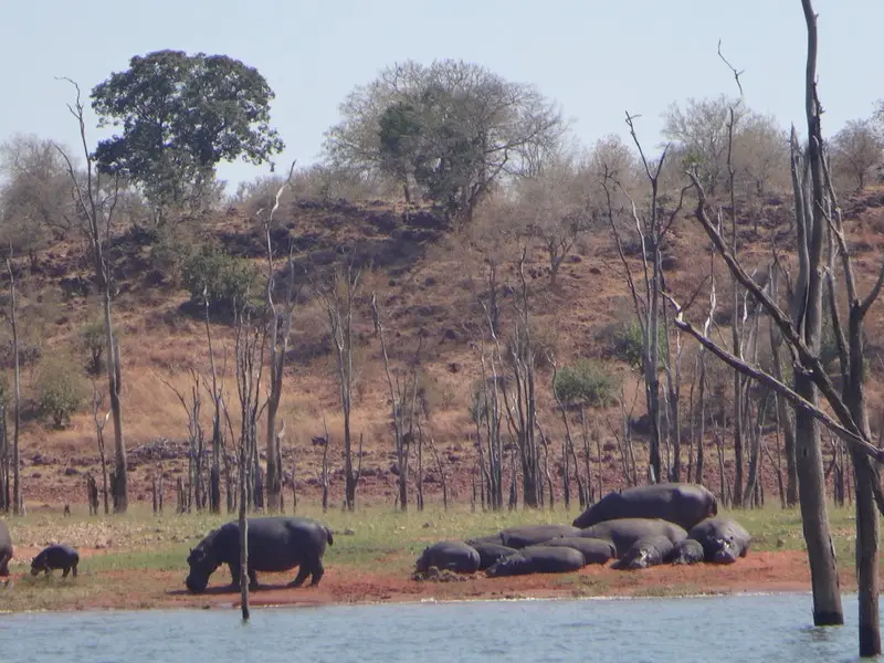 Afriquedusud2016649.JPG