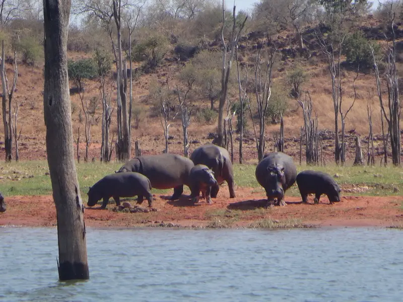 Afriquedusud2016652.JPG