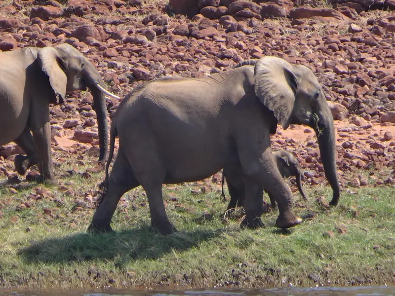Afriquedusud2016655.JPG