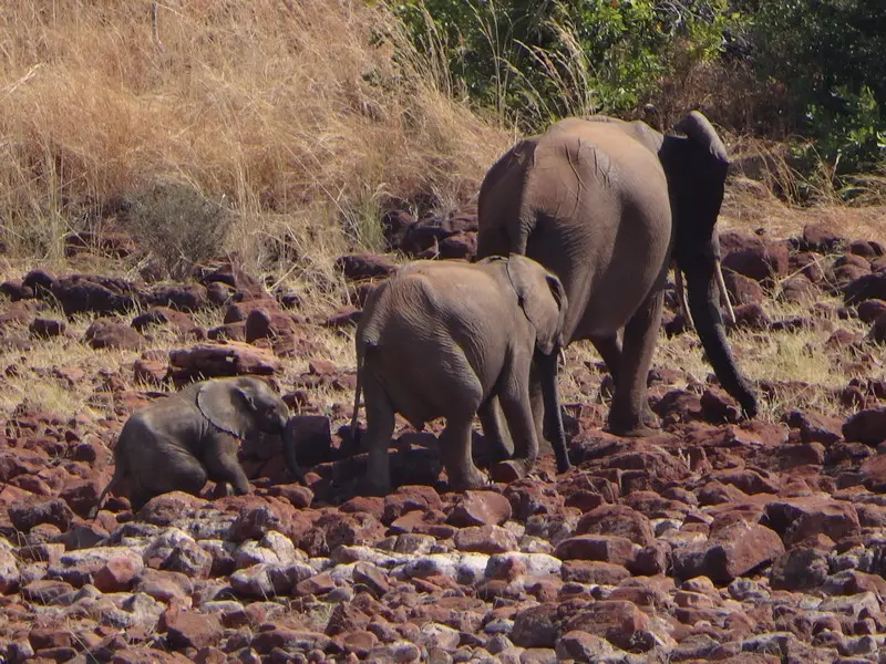 Afriquedusud2016658.JPG
