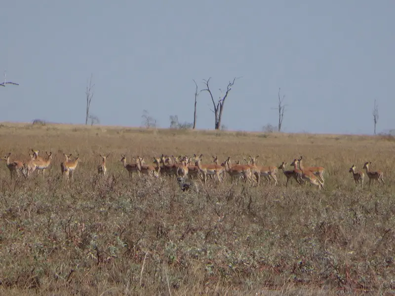 Afriquedusud2016662.JPG