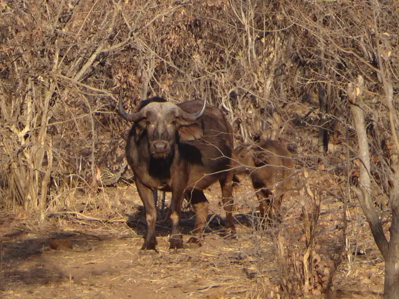 Afriquedusud2016734.JPG