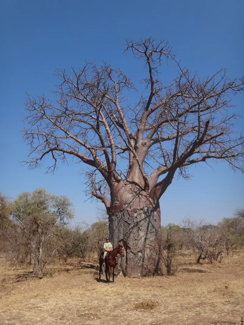 Afriquedusud2016746.JPG