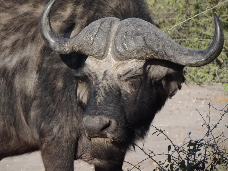Botswana2011023.jpg