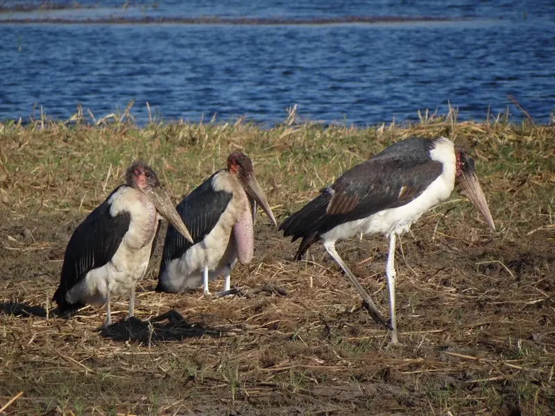 Botswana2011104.jpg