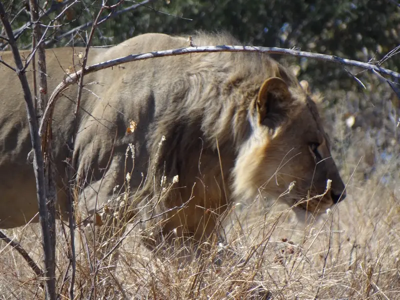 Botswana2011170.jpg