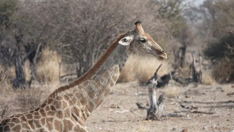 DSC01267.JPG