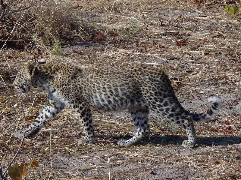 DSC02212.JPG
