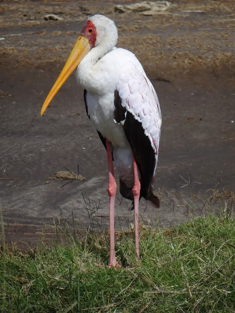 DSC02232.JPG