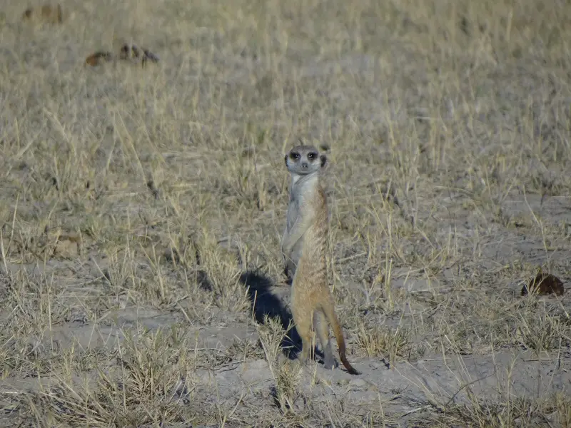 DSC02488.JPG