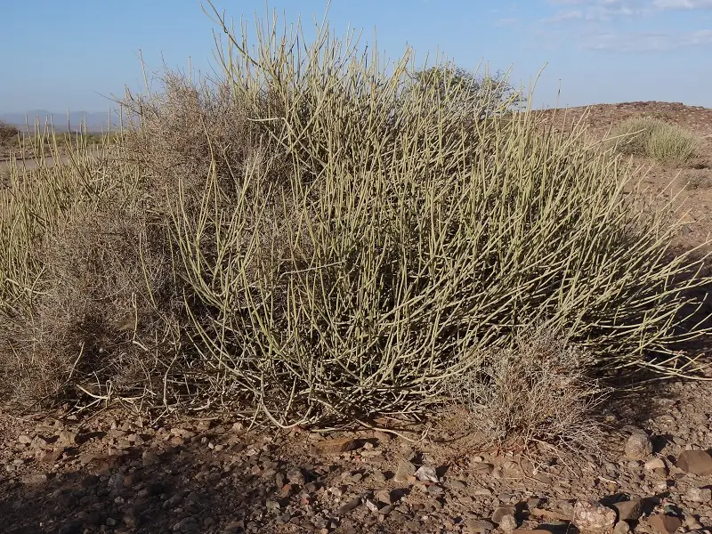 DSC04482.JPG