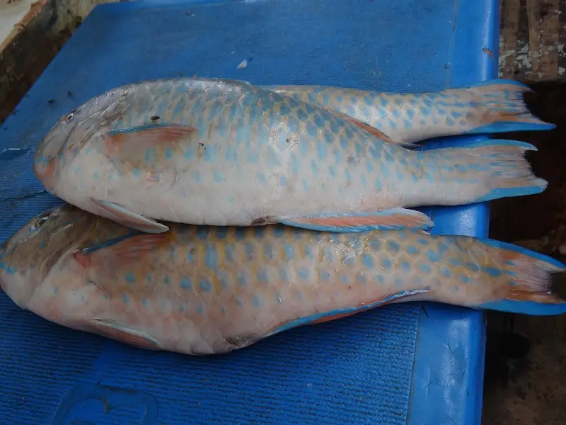 DSC06929-2.JPG