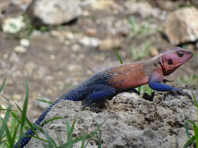 DSC08362.JPG