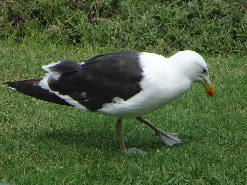 DSC09005.JPG