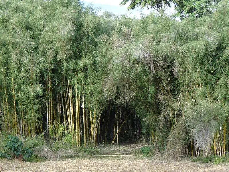 DSC09290-2.JPG