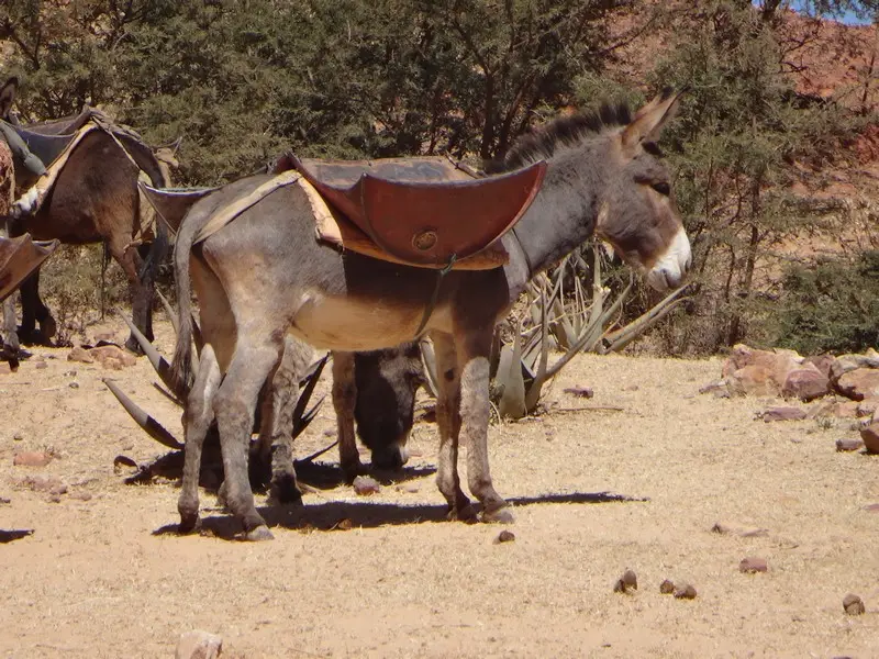 Ethiopie2017063.JPG
