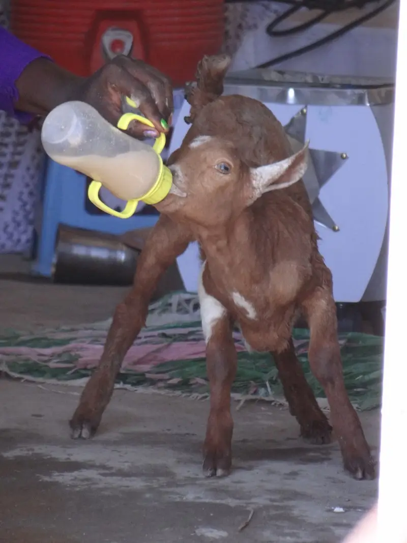 Ethiopie2017575.JPG