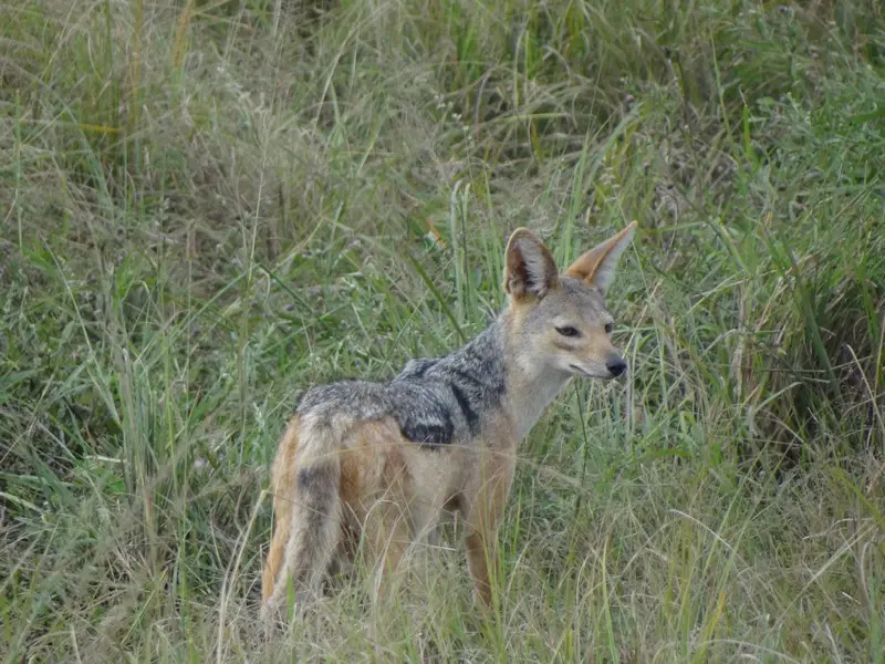 Knya2012137.jpg