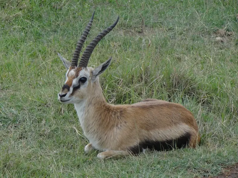 Knya2012285.jpg