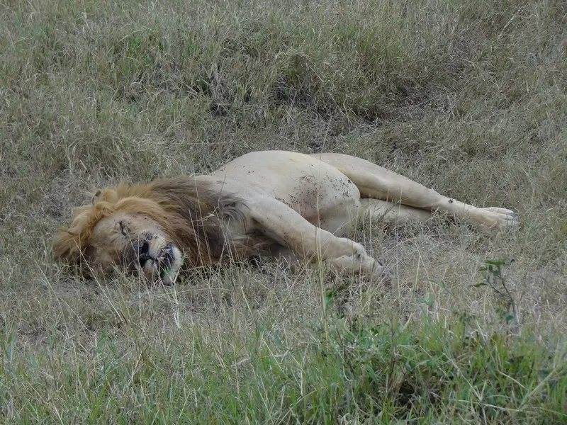 Knya2012404.jpg