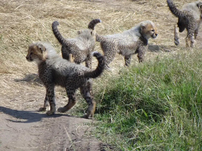 Knya2012445.jpg