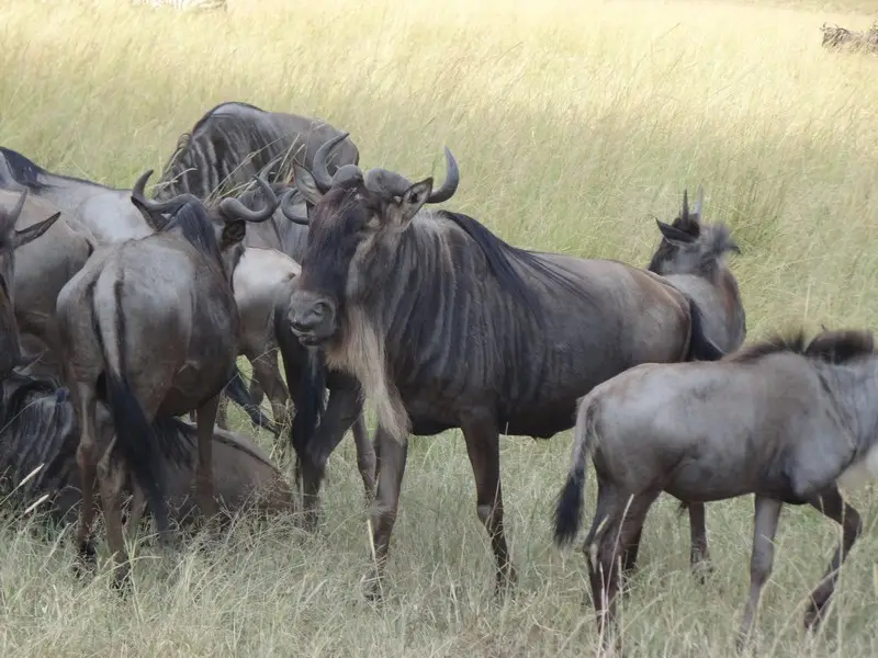 Knya2012493.jpg