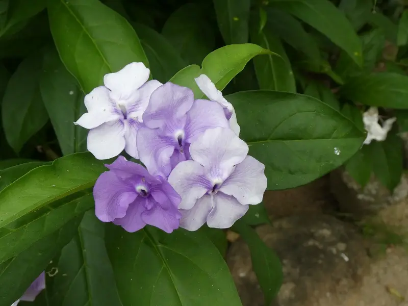 P1011667.JPG